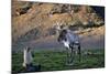 Reindeer Standing with Antarctic Fur Seals-Paul Souders-Mounted Photographic Print