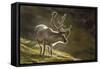 Reindeer, Svalbard, Norway-Paul Souders-Framed Stretched Canvas