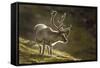 Reindeer, Svalbard, Norway-Paul Souders-Framed Stretched Canvas