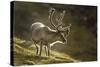 Reindeer, Svalbard, Norway-Paul Souders-Stretched Canvas