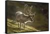 Reindeer, Svalbard, Norway-Paul Souders-Framed Stretched Canvas