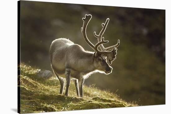 Reindeer, Svalbard, Norway-Paul Souders-Stretched Canvas