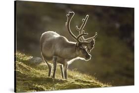 Reindeer, Svalbard, Norway-Paul Souders-Stretched Canvas