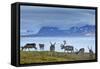 Reindeer, Svalbard, Norway-Paul Souders-Framed Stretched Canvas