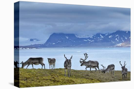 Reindeer, Svalbard, Norway-Paul Souders-Stretched Canvas