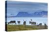 Reindeer, Svalbard, Norway-Paul Souders-Stretched Canvas