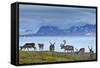 Reindeer, Svalbard, Norway-Paul Souders-Framed Stretched Canvas