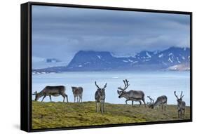 Reindeer, Svalbard, Norway-Paul Souders-Framed Stretched Canvas