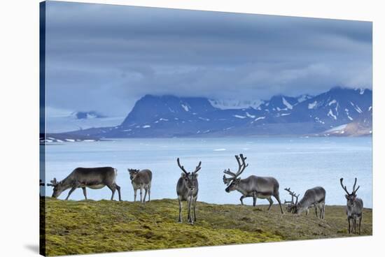 Reindeer, Svalbard, Norway-Paul Souders-Stretched Canvas