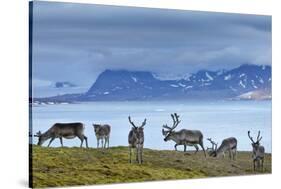 Reindeer, Svalbard, Norway-Paul Souders-Stretched Canvas