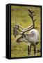 Reindeer, Svalbard, Norway-Paul Souders-Framed Stretched Canvas