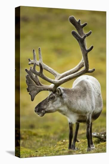 Reindeer, Svalbard, Norway-Paul Souders-Stretched Canvas