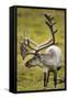 Reindeer, Svalbard, Norway-Paul Souders-Framed Stretched Canvas