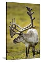 Reindeer, Svalbard, Norway-Paul Souders-Stretched Canvas