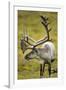 Reindeer, Svalbard, Norway-Paul Souders-Framed Premium Photographic Print