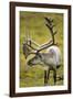 Reindeer, Svalbard, Norway-Paul Souders-Framed Premium Photographic Print