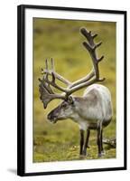 Reindeer, Svalbard, Norway-Paul Souders-Framed Premium Photographic Print