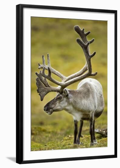 Reindeer, Svalbard, Norway-Paul Souders-Framed Premium Photographic Print