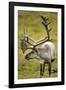 Reindeer, Svalbard, Norway-Paul Souders-Framed Premium Photographic Print