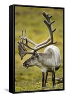 Reindeer, Svalbard, Norway-Paul Souders-Framed Stretched Canvas