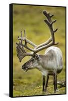 Reindeer, Svalbard, Norway-Paul Souders-Framed Stretched Canvas