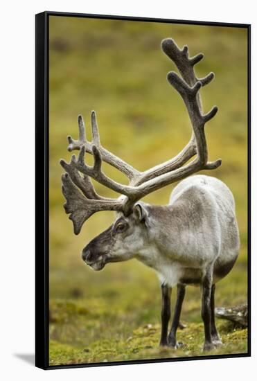 Reindeer, Svalbard, Norway-Paul Souders-Framed Stretched Canvas