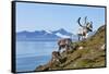 Reindeer, Svalbard, Norway-Paul Souders-Framed Stretched Canvas