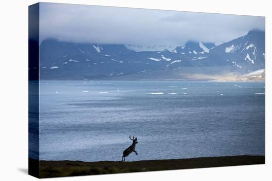 Reindeer, Svalbard, Norway-Paul Souders-Stretched Canvas