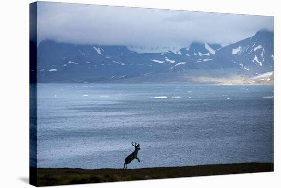 Reindeer, Svalbard, Norway-Paul Souders-Stretched Canvas