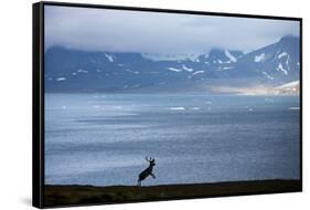 Reindeer, Svalbard, Norway-Paul Souders-Framed Stretched Canvas