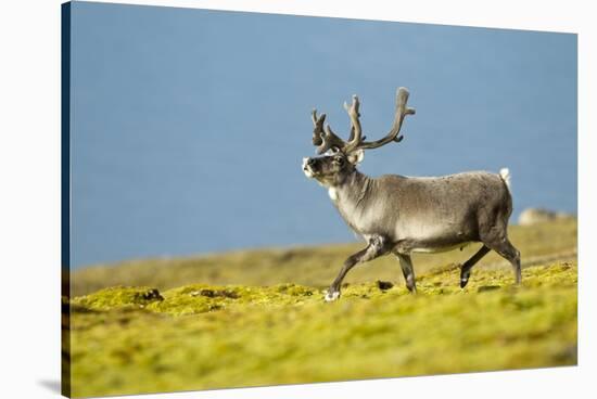 Reindeer, Svalbard, Norway-Paul Souders-Stretched Canvas