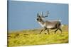 Reindeer, Svalbard, Norway-Paul Souders-Stretched Canvas