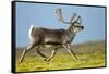 Reindeer, Svalbard, Norway-Paul Souders-Framed Stretched Canvas