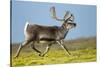 Reindeer, Svalbard, Norway-Paul Souders-Stretched Canvas