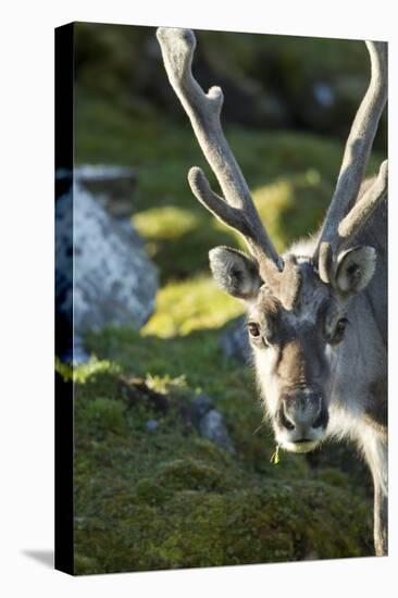 Reindeer, Svalbard, Norway-Paul Souders-Stretched Canvas