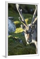 Reindeer, Svalbard, Norway-Paul Souders-Framed Premium Photographic Print