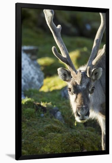 Reindeer, Svalbard, Norway-Paul Souders-Framed Premium Photographic Print