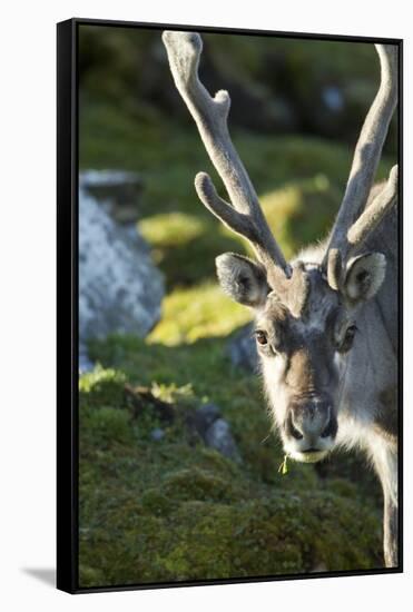 Reindeer, Svalbard, Norway-Paul Souders-Framed Stretched Canvas