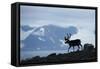 Reindeer, Svalbard, Norway-Paul Souders-Framed Stretched Canvas