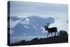 Reindeer, Svalbard, Norway-Paul Souders-Stretched Canvas