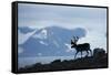 Reindeer, Svalbard, Norway-Paul Souders-Framed Stretched Canvas