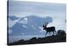 Reindeer, Svalbard, Norway-Paul Souders-Stretched Canvas