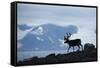 Reindeer, Svalbard, Norway-Paul Souders-Framed Stretched Canvas