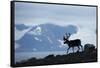 Reindeer, Svalbard, Norway-Paul Souders-Framed Stretched Canvas