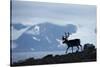 Reindeer, Svalbard, Norway-Paul Souders-Stretched Canvas