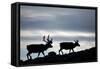 Reindeer, Svalbard, Norway-Paul Souders-Framed Stretched Canvas