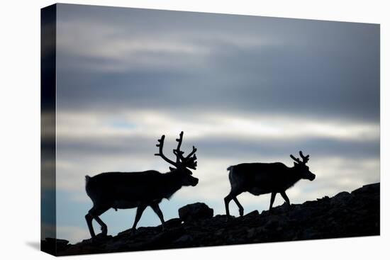 Reindeer, Svalbard, Norway-Paul Souders-Stretched Canvas