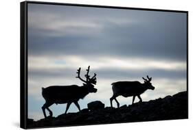 Reindeer, Svalbard, Norway-Paul Souders-Framed Stretched Canvas