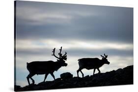 Reindeer, Svalbard, Norway-Paul Souders-Stretched Canvas