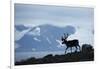 Reindeer, Svalbard, Norway-Paul Souders-Framed Photographic Print